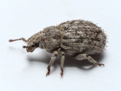 Trachyphloeus scabriculus