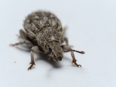 Trachyphloeus scabriculus