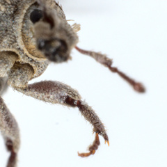Trachyphloeus scabriculus