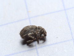 Trachyphloeus scabriculus