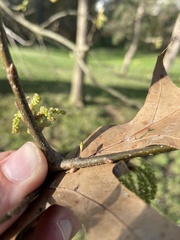 Callirhytis gallaestriatae