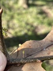 Callirhytis gallaestriatae