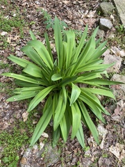 Hymenocallis occidentalis