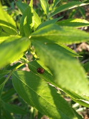 Harmonia axyridis
