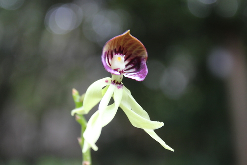 Prosthechea cochleata