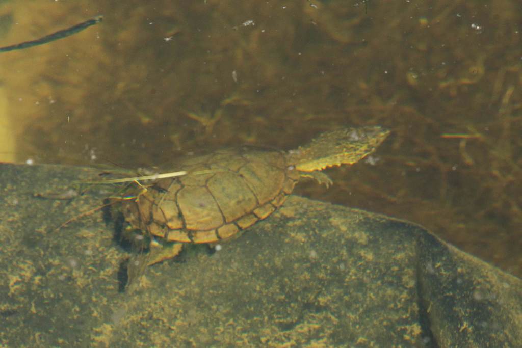Sonoran Mud Turtle
