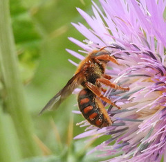 Rhodanthidium siculum