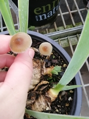 Psilocybe angulospora