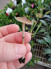 Psilocybe angulospora
