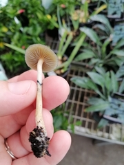 Psilocybe angulospora