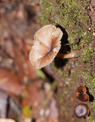 Trogia straminea