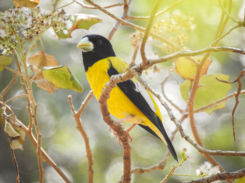 Hooded Grosbeak (Hesperiphona abeillei), photo 8