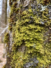 Metzgeria crassipilis