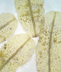 Metzgeria crassipilis