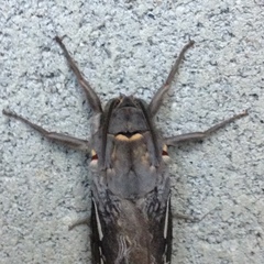 Abantiades argentata
