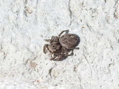 Habronattus coecatus