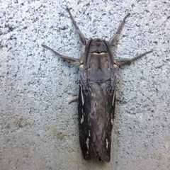 Abantiades argentata