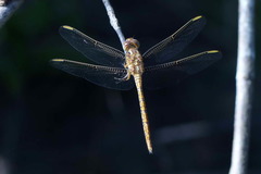 Orthetrum angustiventre