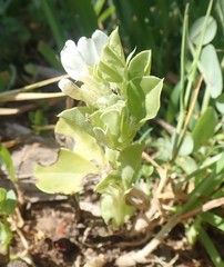 Vicia faba