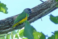 Poicephalus senegalus