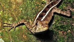 Brazilian Fathead Anole photo 2