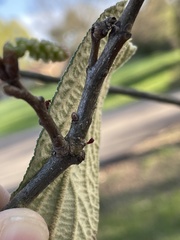 Callirhytis gallaestriatae