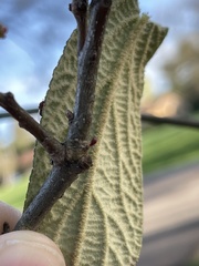 Callirhytis gallaestriatae