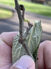 Callirhytis gallaestriatae