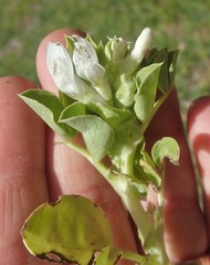 Vicia faba