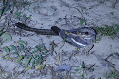 Caprimulgus climacurus