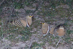 Pterocles quadricinctus