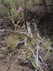 Silene nuda