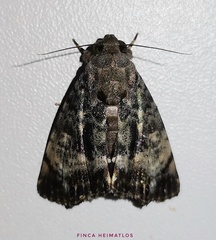 Drobeta