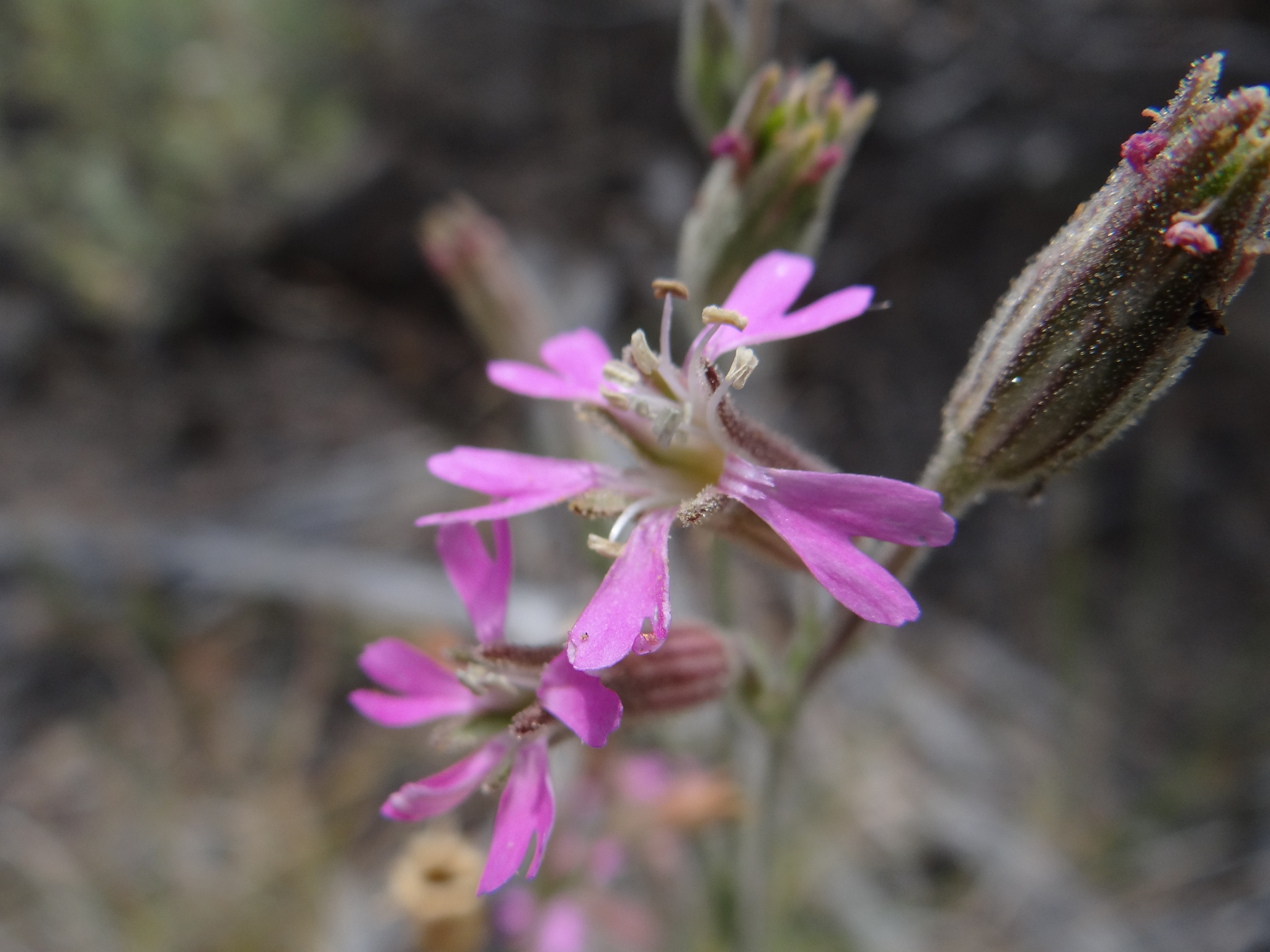 Silene nuda