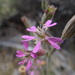 Sticky Catchfly - Photo (c) Alex Lowe, some rights reserved (CC BY-NC), uploaded by Alex Lowe
