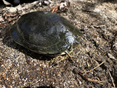 Actinemys marmorata pallida