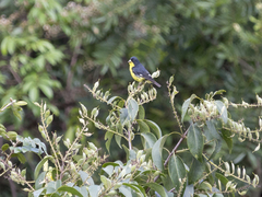Spinus psaltria