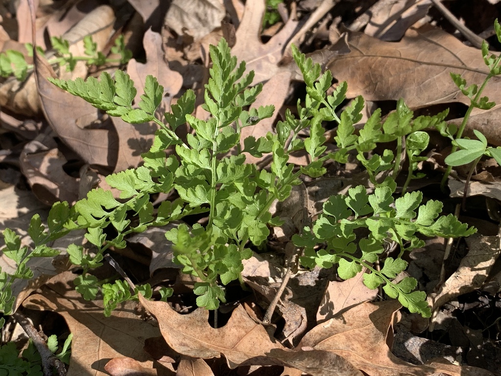 lowland brittle fern from Minooka, IL, US on April 13, 2021 at 0347 PM