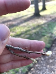 Callirhytis gallaestriatae