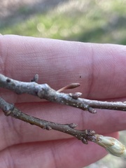 Callirhytis gallaestriatae