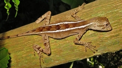 Enyalius