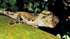 Enyalius