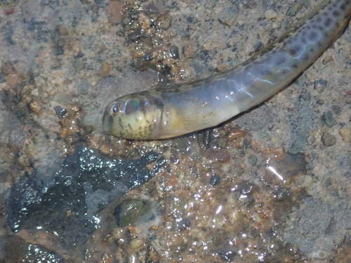 Roundhead blenny (Omobranchus rotundiceps) — Blenniidae