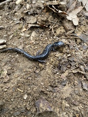 Plethodon glutinosus