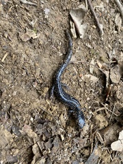 Plethodon glutinosus