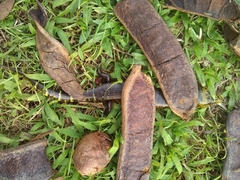 Diploglossus monotropis