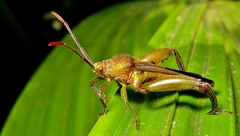 Meropachyinae
