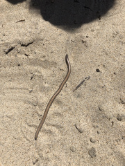 Anniella geronimensis