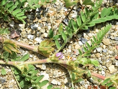 Astragalus sesameus