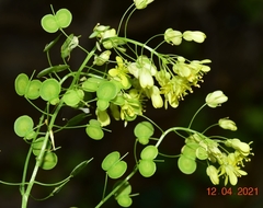 Biscutella auriculata